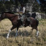 Dutch-Warmblood2