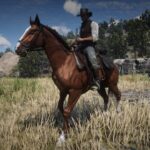 Dutch-Warmblood3
