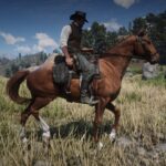 Dutch-Warmblood4