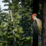 Enhanced-Wildlife2