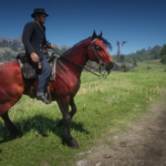 Feathered-Appaloosa3