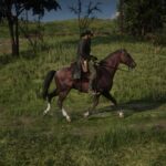 First-horse