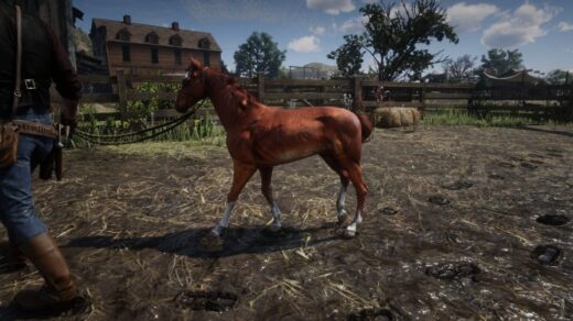 Foal-1024x576-1