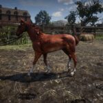 Foal