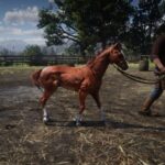 Foal2