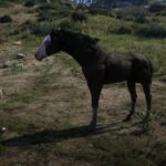 Foal3