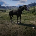 Foal4