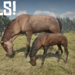 Foals