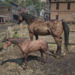 Foals2