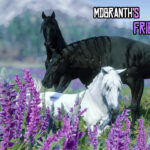 Friesians-scaled-1