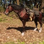 Garden-Mustang-Packs3