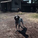 Graphics-Preset4