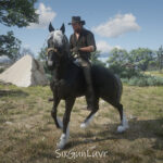 Grullo-Dun-Mustang-Horse-Coats3