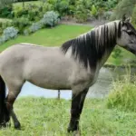 Grullo-Tigerstriped-Mustang2