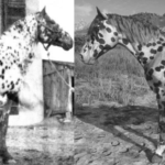 Historically-Accurate-Appaloosa-Models