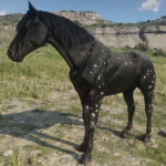 Historically-Accurate-Appaloosa-Models2