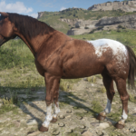 Historically-Accurate-Appaloosa-Models3