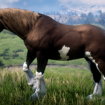 Horse-Coat-Catalogue