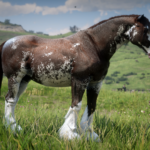 Horse-Coat-Catalogue2