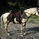 Horse-Loadout3