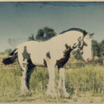 Horse-Pack2