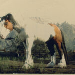 Horse-Pack3