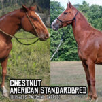 Horses-Reworked