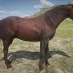 Hungarian-half-bred-new-coat