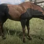 Hungarian-half-bred-new-coat3