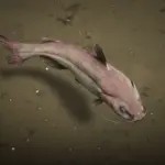 Legendary-Channel-Catfish-Restored3
