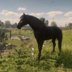 Maybe-a-Percheron