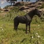 Maybe-a-Percheron3