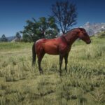 Mustangs2