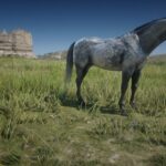 Mustangs3