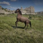 Mustangs4