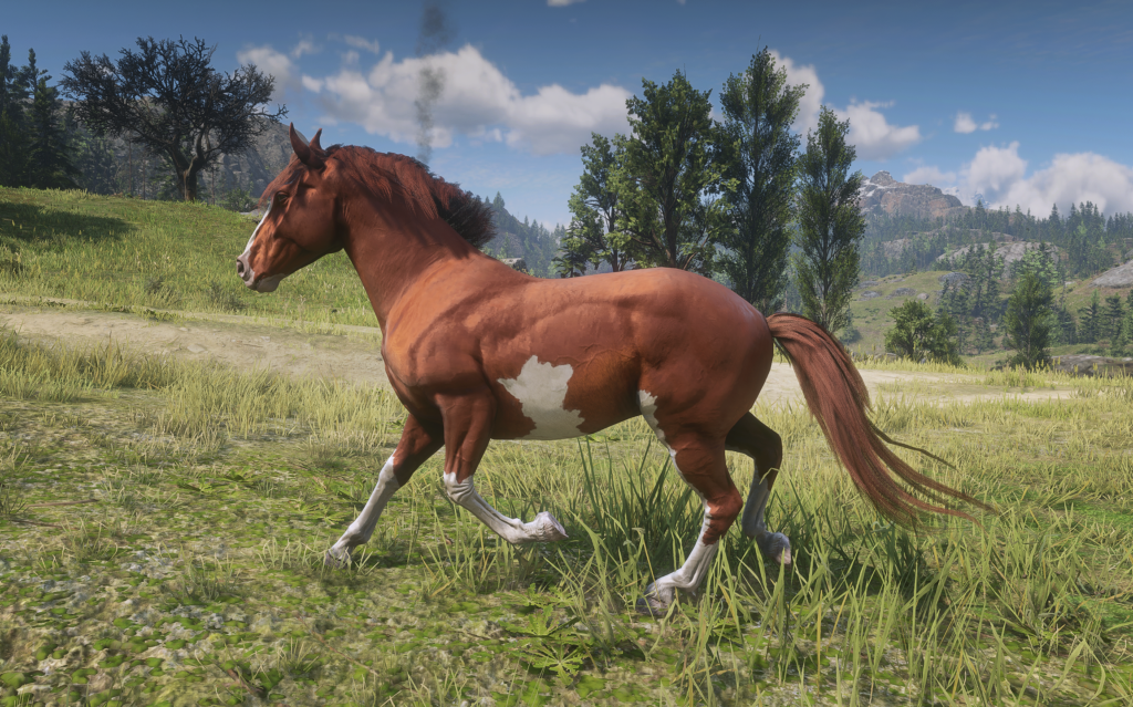 New Overo Criollo coats