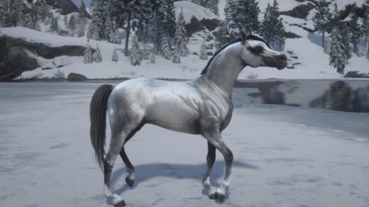 New-arabian-horse-1024x705-1