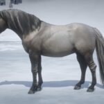 Norwegian-Fjord-Horse-Pack4