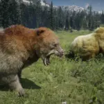 Online-Bears-Unlocked-for-SP
