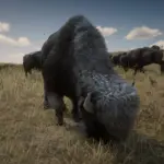 Online-Bison-Unlocked-for-SP2