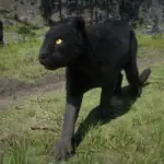 Online-Cougars-Unlocked-for-SP4