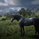 Online-Horses-and-coats-2.03