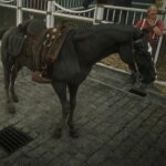 Online-Turkoman-Horses