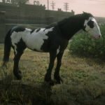Online-Turkoman-Horses4