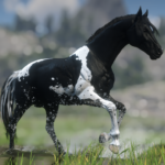 Paint-and-Appaloosa-Horse-Coats4