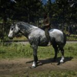 Percheron3