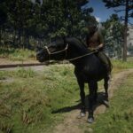 Percheron4