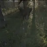 ProjectileCam-Arrows-and-more3