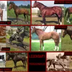 Realistic-Exotic-Horses2