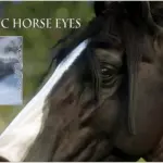 Realistic-Horse-Eyes-scaled-1